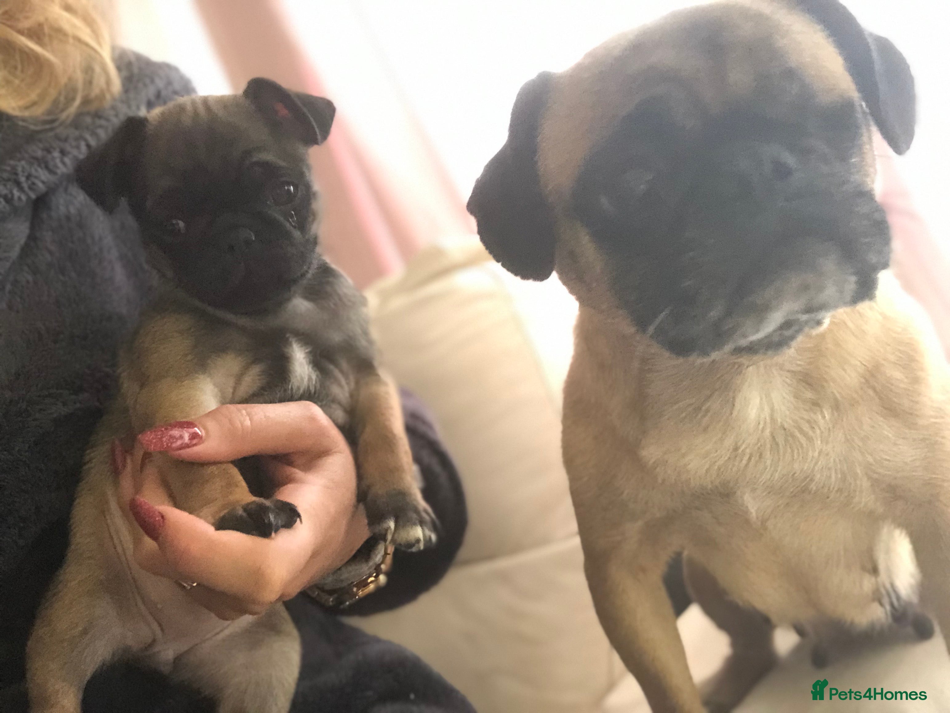 Pug dogs chunky apricot fawn female ready from 2/1/26 - Advert 9