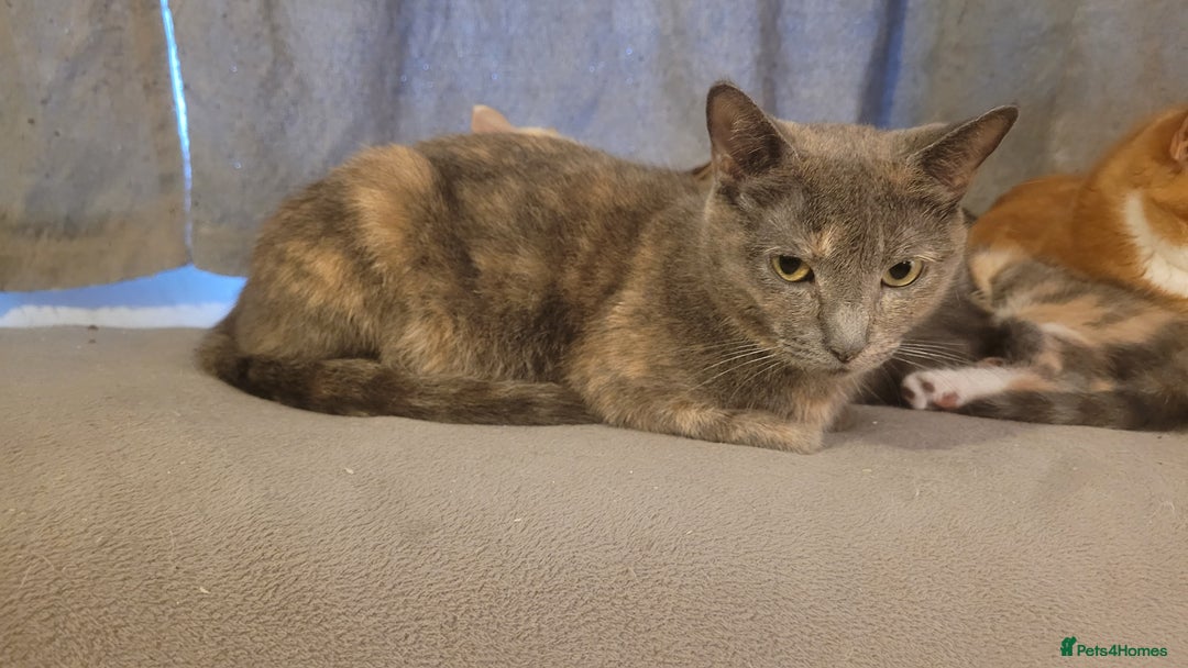 Mixed Breed cats for sale: Three gorgeous kittens available! - Advert 4