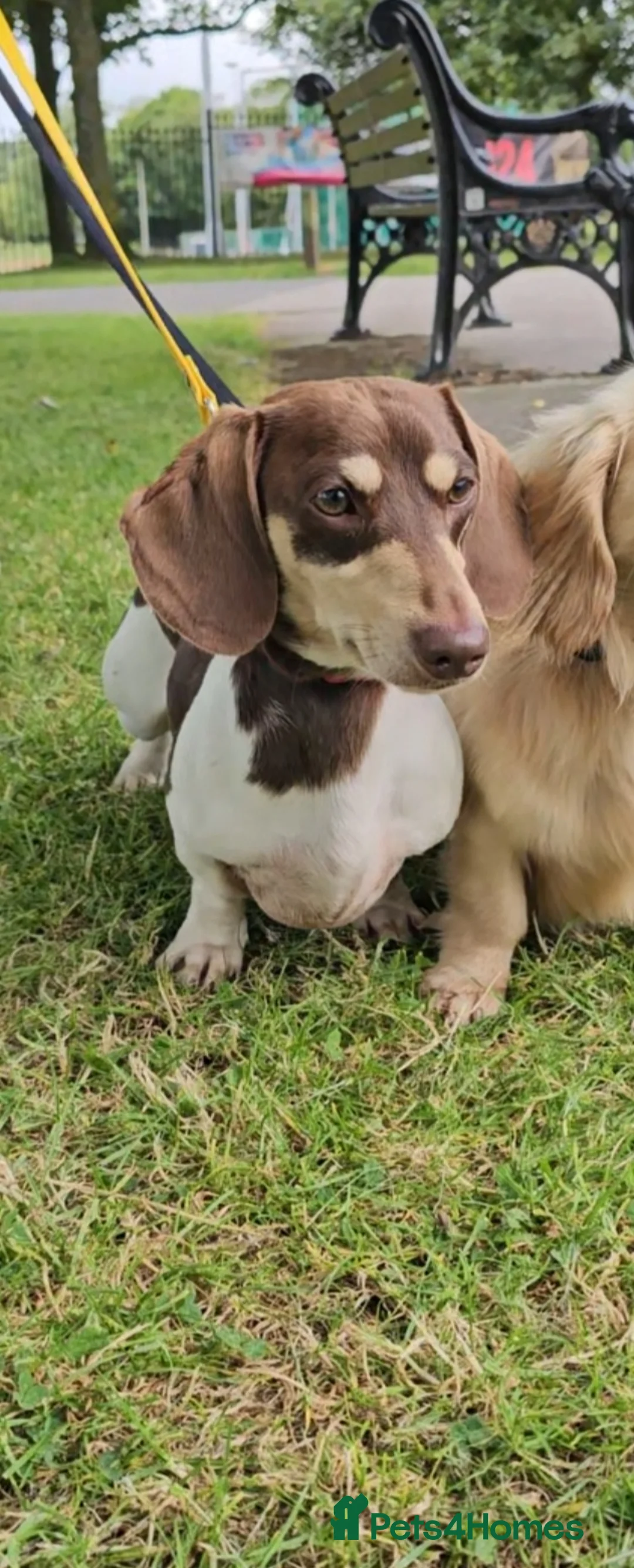 Miniature Dachshund dogs for stud: Piebald miniature Dachshund kc registered  in Blackburn - Advert 11