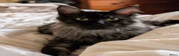 Maine Coon cats for sale: Beautiful Black Smoke Ragdoll Maine Coon Kittens  - Advert 22