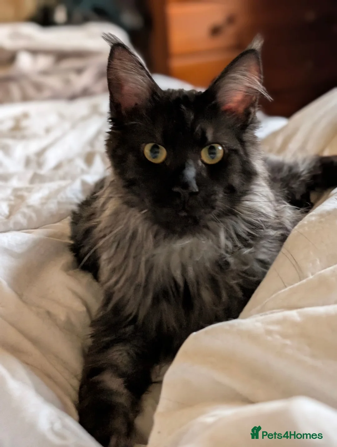 Maine Coon cats for sale: Beautiful Black Smoke Ragdoll Maine Coon Kittens  - Advert 22