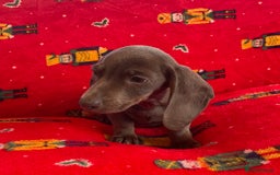 Miniature Dachshund dogs for sale: Miniature Dachshund  - Image 4