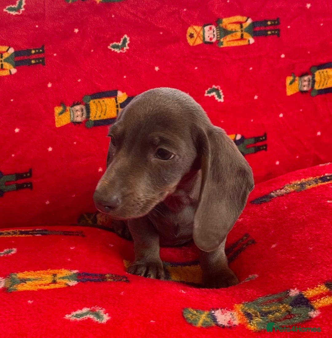 Miniature Dachshund dogs for sale: Miniature Dachshund  - Image 4