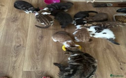 Mixed Breed cats for sale: Kittens for sale  - Image 1