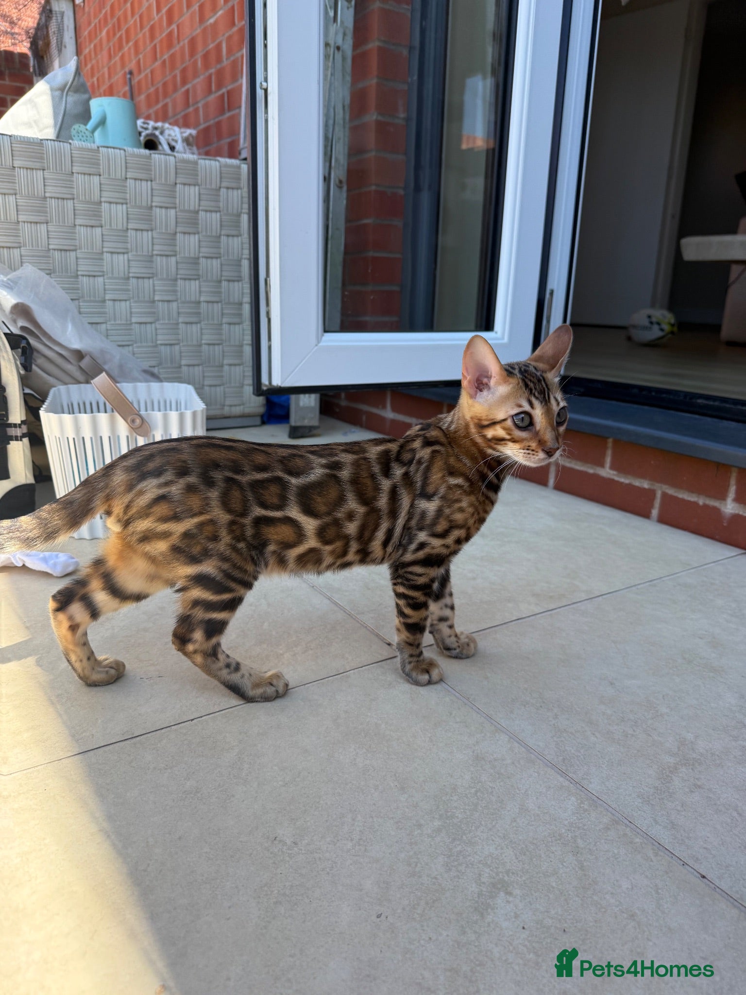 Bengal cats ✨ READY NOW - Pedigree Bengal Kitten Boy✨ - Advert 8