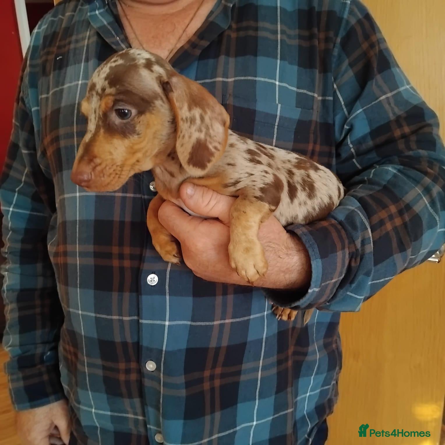Dachshund dogs pedigree miniature dachshunds - Advert 2