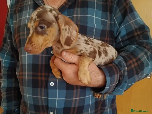 Dachshund dogs for sale: pedigree miniature dachshunds - Advert 2
