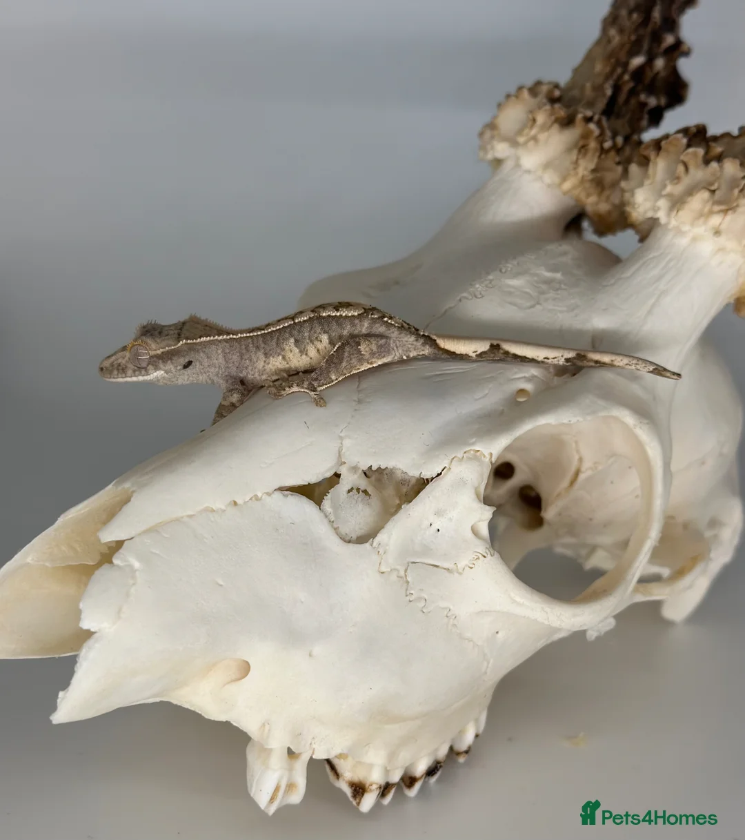 Gecko reptiles for sale: Baby harlequin crested gecko cb26  - Advert 2