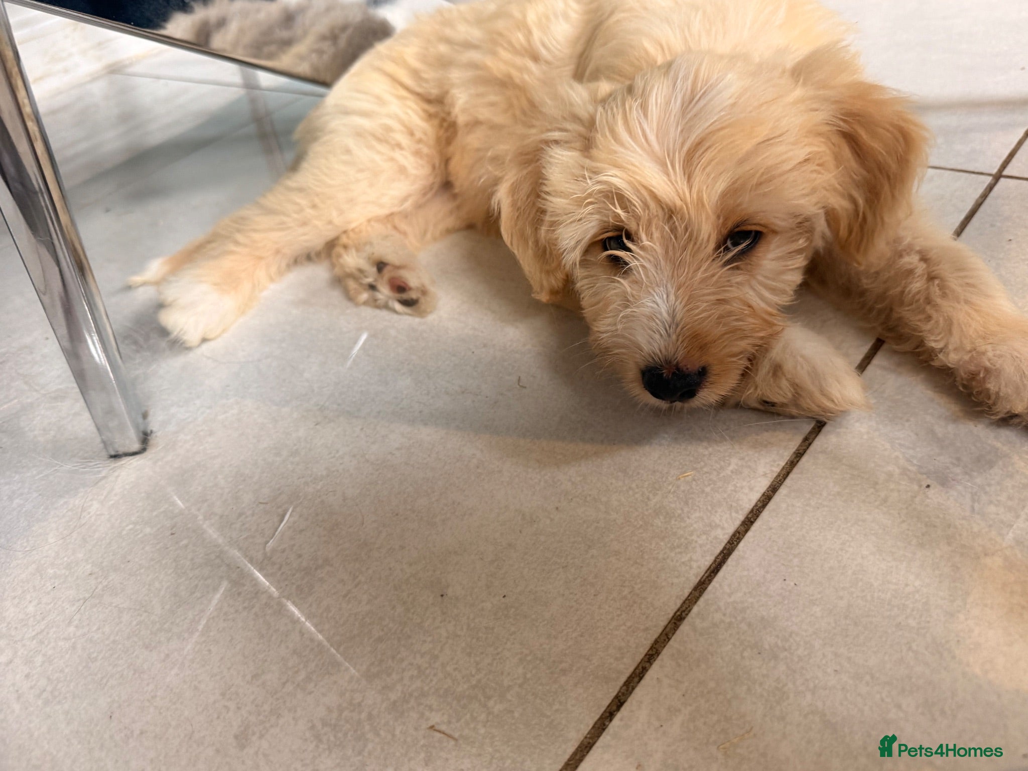Australian Labradoodle dogs Ready now reduced Australian double doodle pups  - Advert 2