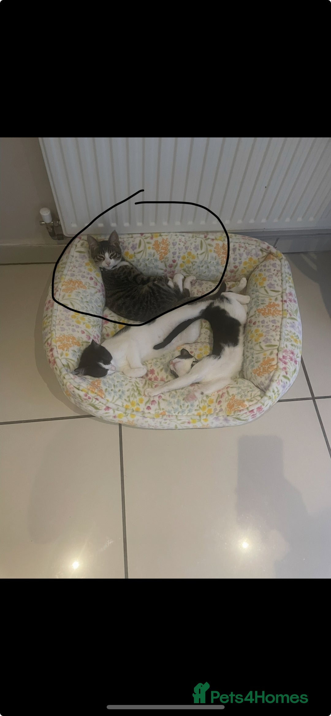 Mixed Breed cats for sale: Male kitten for sale - Image 2