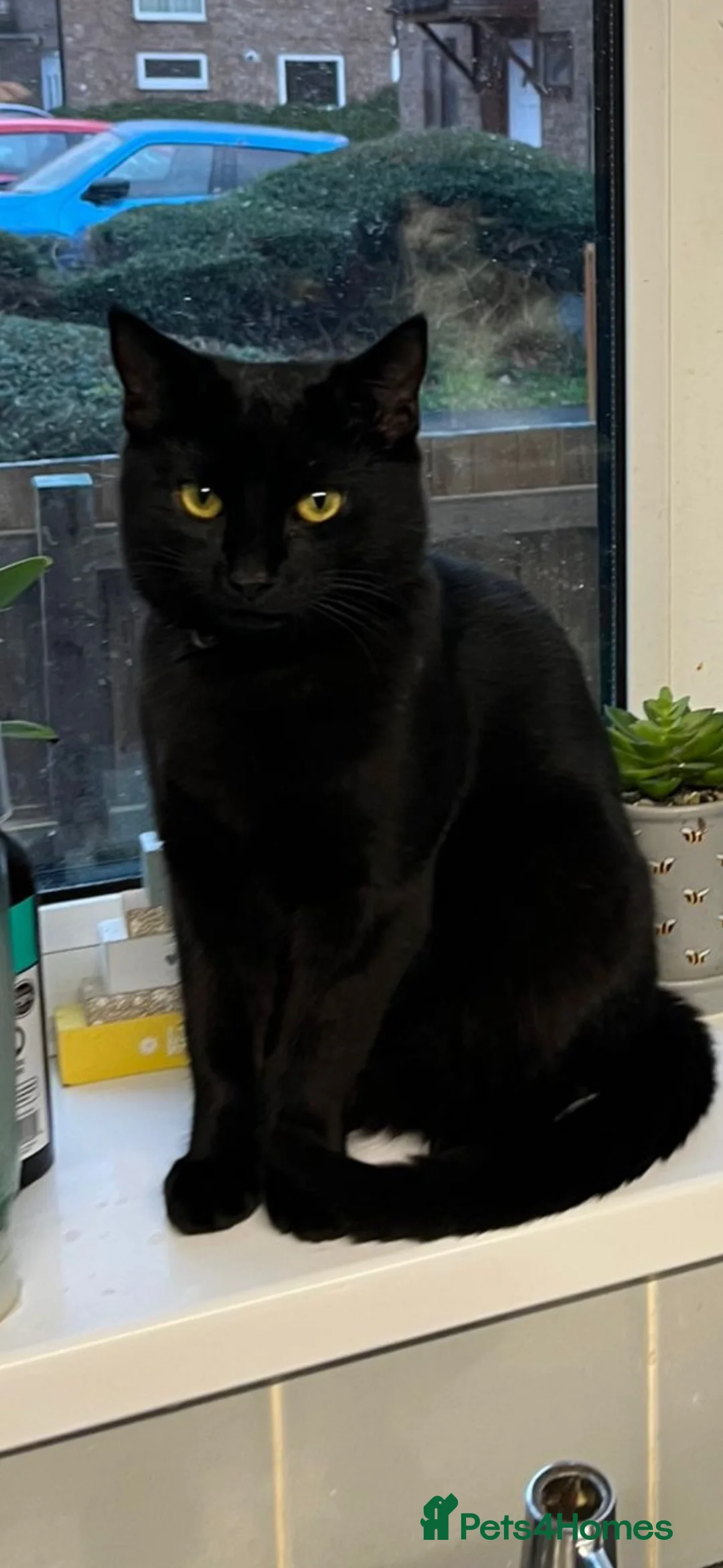 Domestic Shorthair cats for sale: 2 beautiful boys for re homing  - Advert 2
