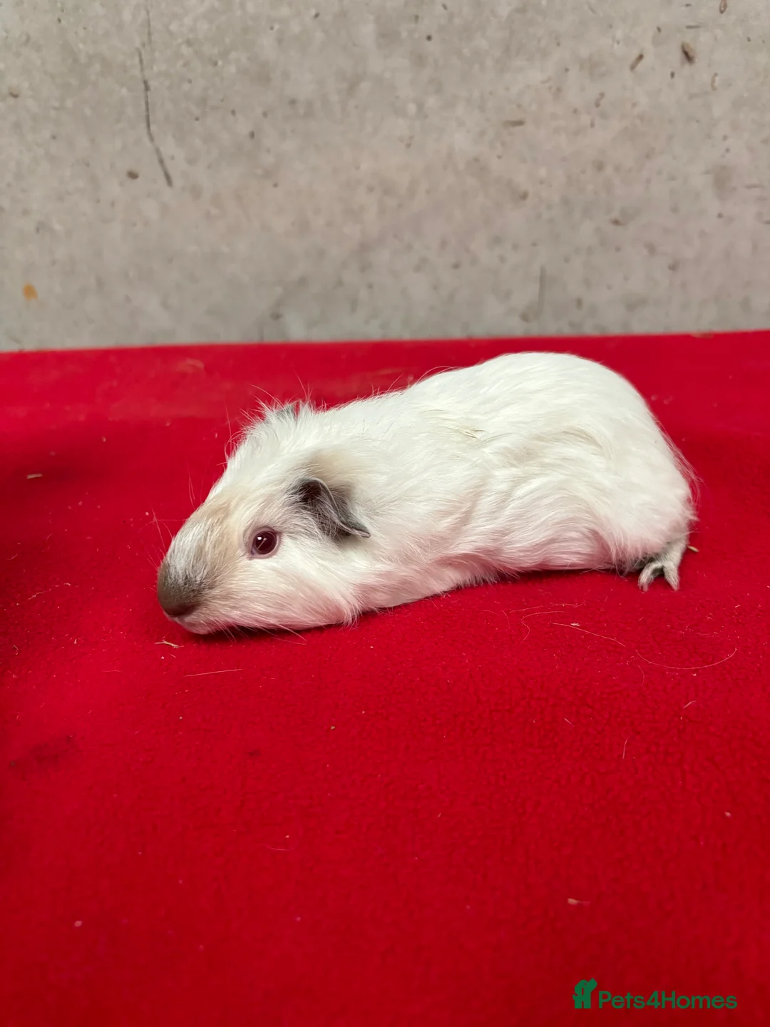Guinea Pig rodents for sale: Female guinea pigs  - Advert 4