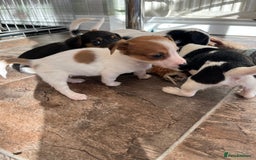 Jack Russell dogs for sale: Stunning little boys and girls - Image 11