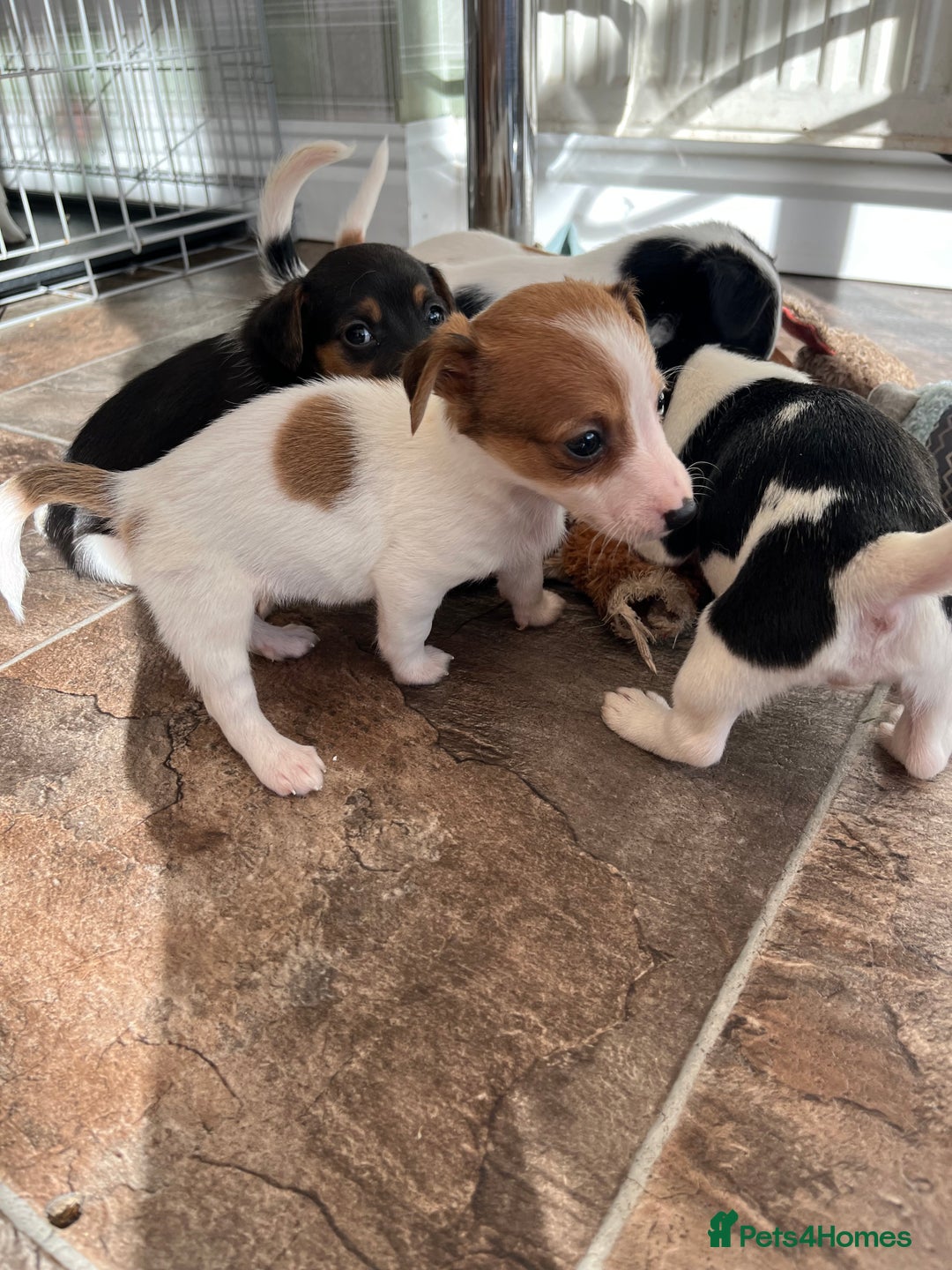 Jack Russell dogs for sale: Stunning little boys and girls - Image 11