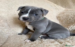 Staffordshire Bull Terrier dogs for sale: Perfect Pure Staffordshire Bull Terrier Puppies - Image 15