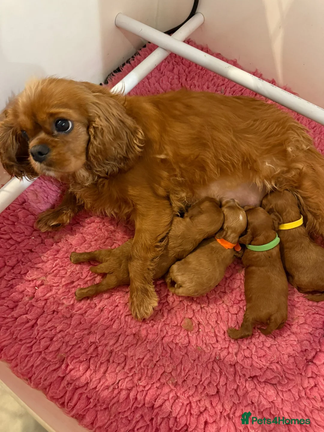 Cavapoo dogs for sale: F1 2 Boys 2 Girls available - Advert 6