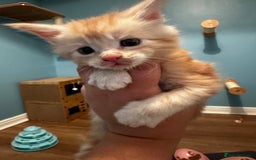 Maine Coon cats for sale: GCCF Maine coon kittens  - Image 13