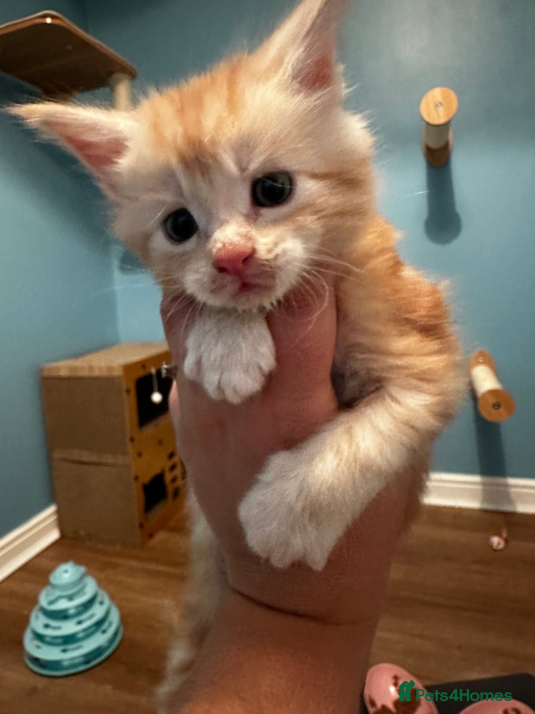 Maine Coon cats for sale: GCCF Maine coon kittens  - Image 13