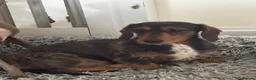 Dachshund dogs for sale: Pipsqueak is looking for a new family! - Advert 5