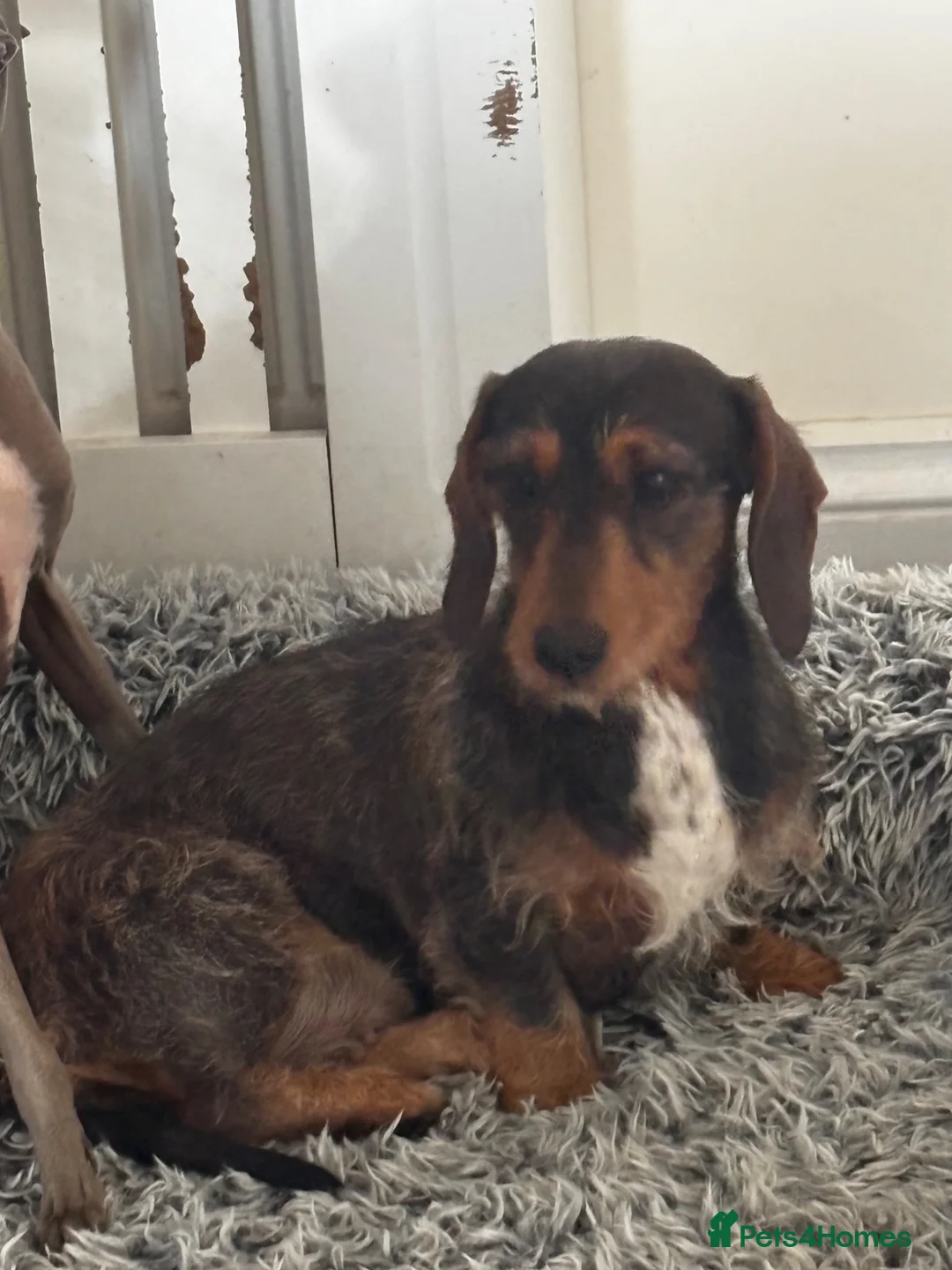 Dachshund dogs for sale: Pipsqueak is looking for a new family! - Advert 5