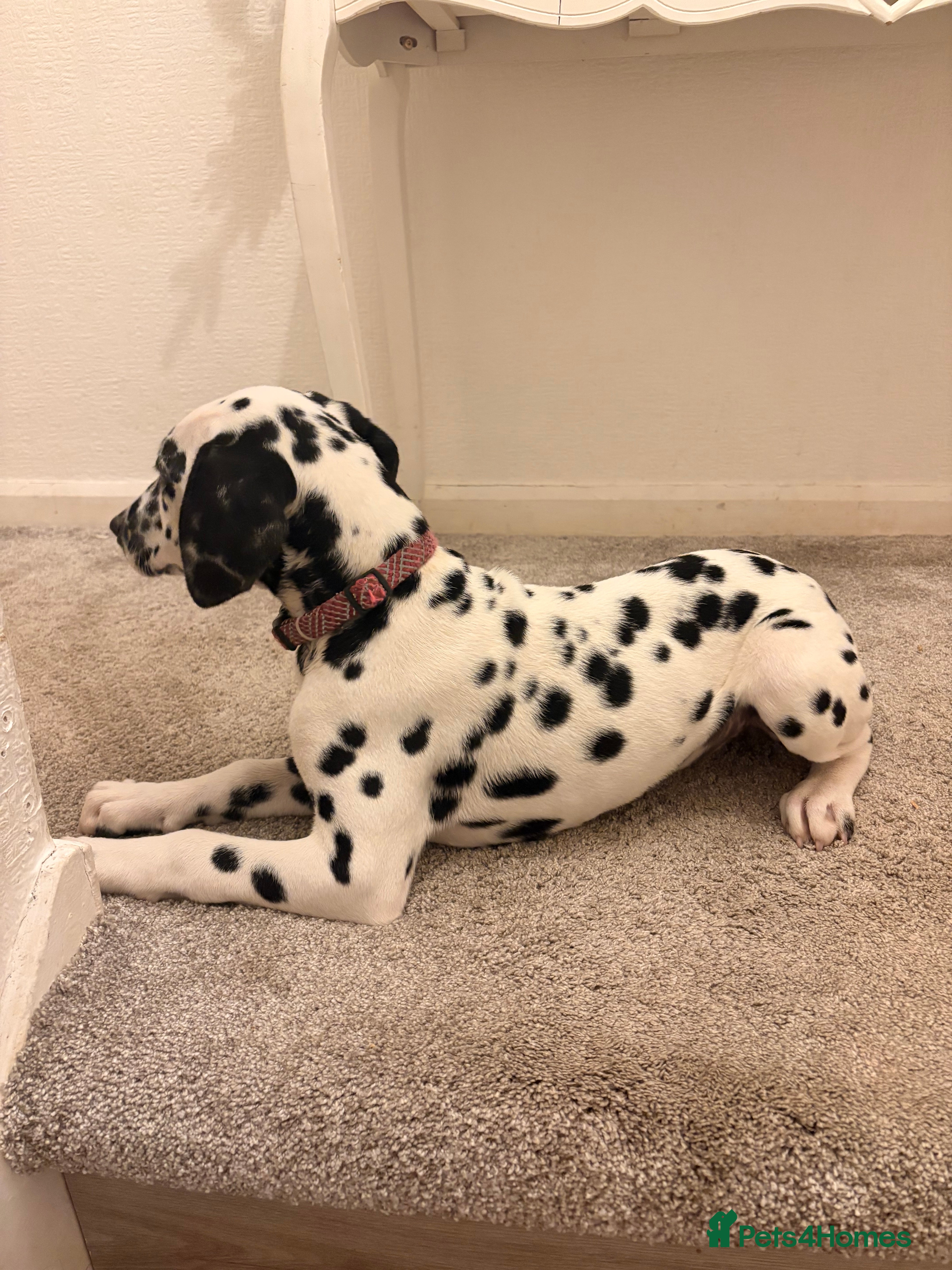 Dalmatian dogs 5 gen KC Dalmatian 1 Girl Left AVAILABLE NOW - Advert 2
