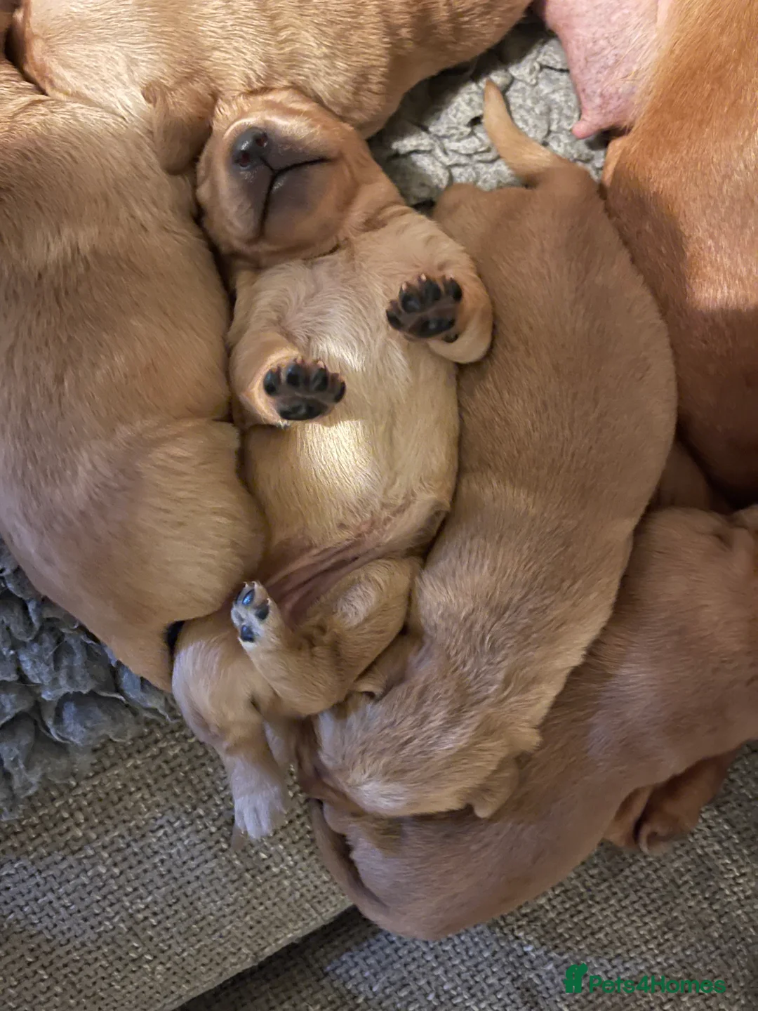 Goldador dogs for sale: Quality Fox Red Goldador Puppies - Advert 4