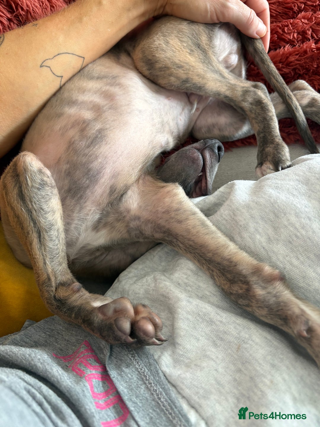 Whippet dogs for sale: Whippet Boy - Image 6