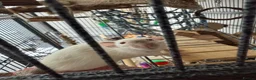 Rat rodents for sale: Female Fancy Rats For Sale in Rotherham - Advert 16