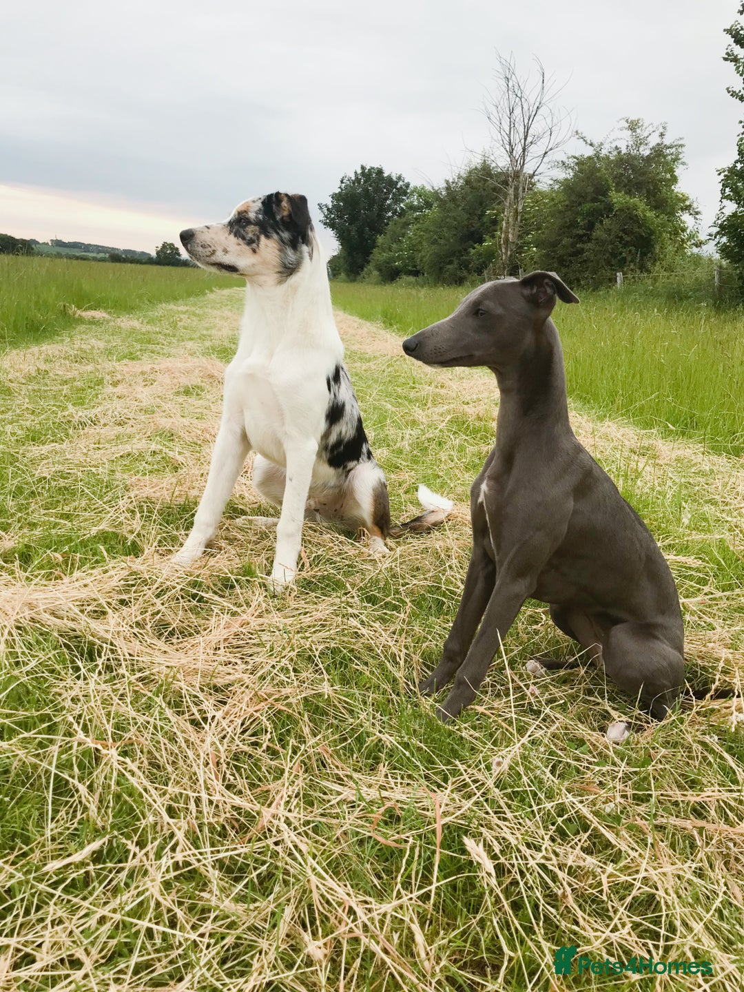 Mixed Breed dogs for sale: Beautiful merle whippet x collie puppies  - Advert 29