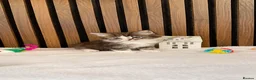 Ragdoll cats for sale: "Stunning Ragdoll Kittens | Tabby | Ready Now - Advert 26