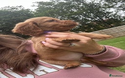 Cocker Spaniel dogs for sale: KC registered Red Cocker Spaniel Pups  - Image 17