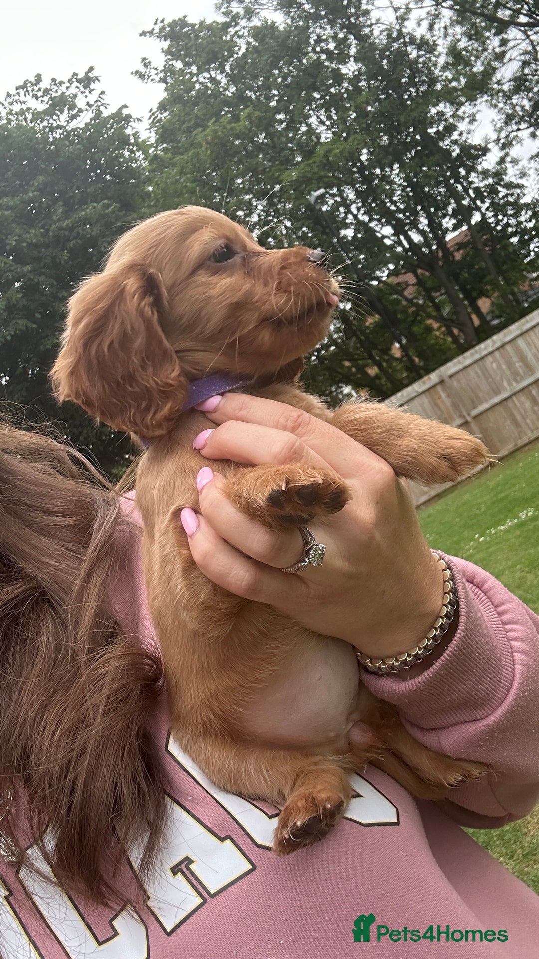 Cocker Spaniel dogs for sale: KC registered Red Cocker Spaniel Pups  - Image 17