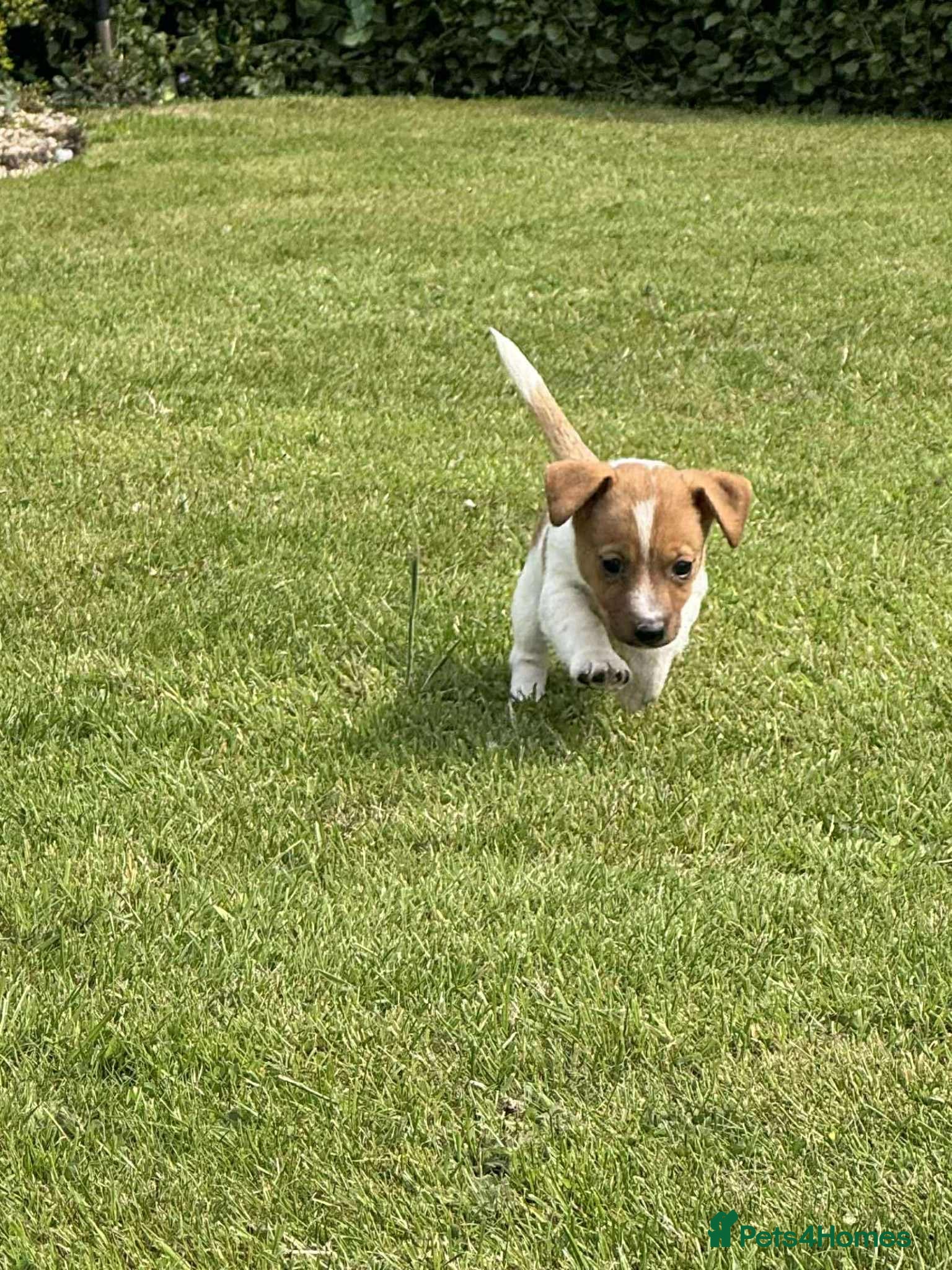 Jack Russell dogs for sale: Traditional Jack Russell Puppies  - Advert 2