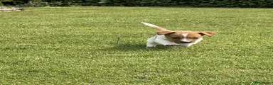 Jack Russell 5