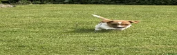 Jack Russell dogs for sale: Traditional Jack Russell Puppies  - Advert 2