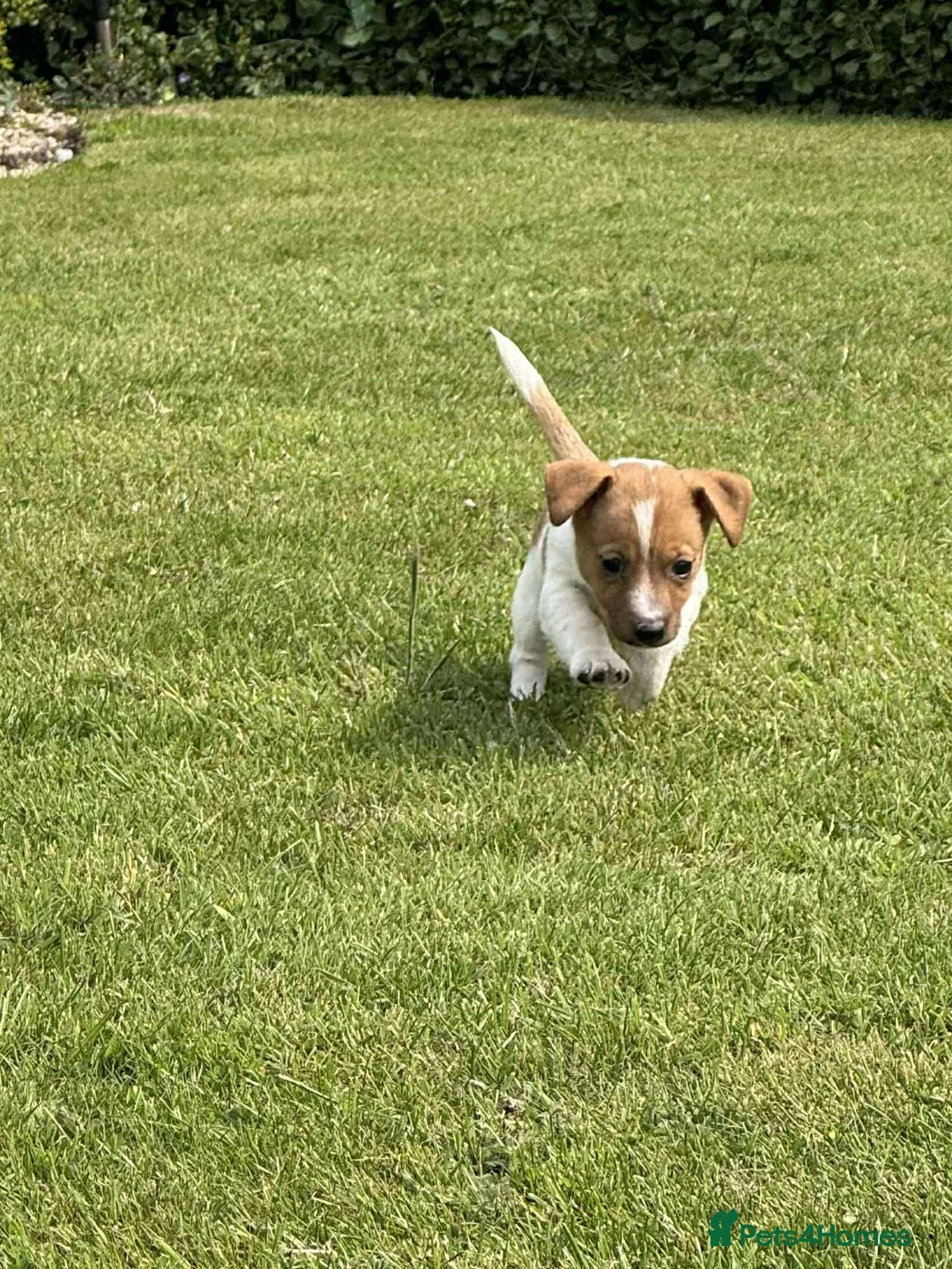 Jack Russell dogs for sale: Traditional Jack Russell Puppies  - Advert 2