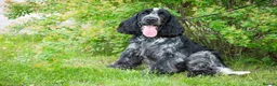 Cocker Spaniel dogs for stud: KC registered stud - Advert 4