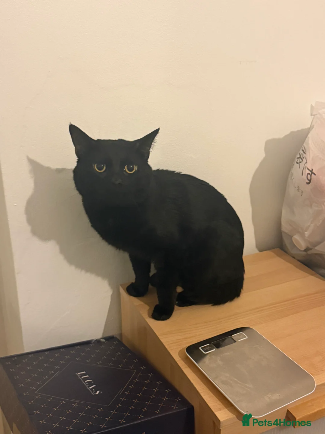 Mixed Breed cats for sale: Cute Black Cat  - Advert 3