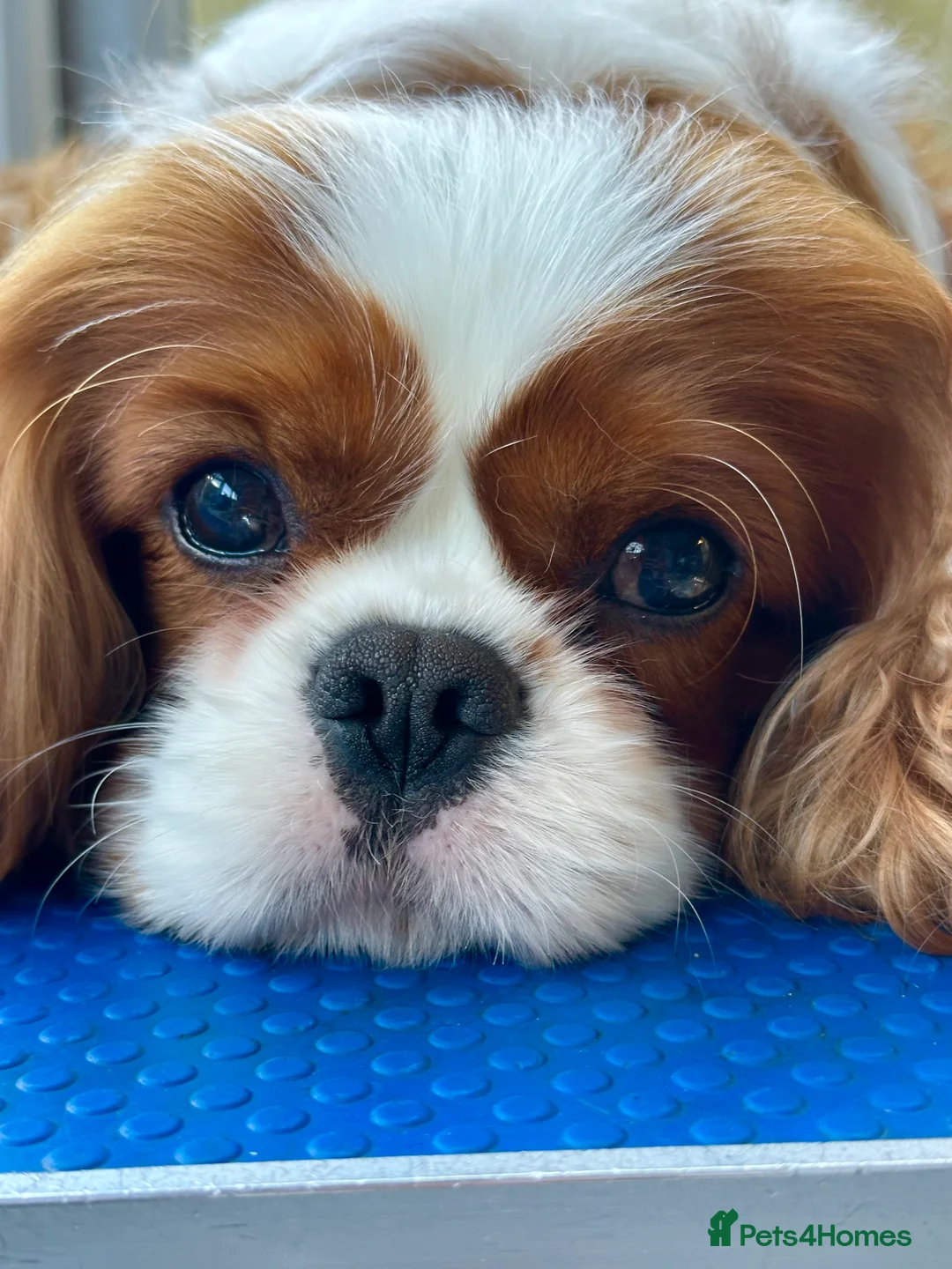 Cavalier King Charles Spaniel dogs for stud: KC Reg Health Tested Excellent Pedigrees for STUD in Nottingham - Advert 5