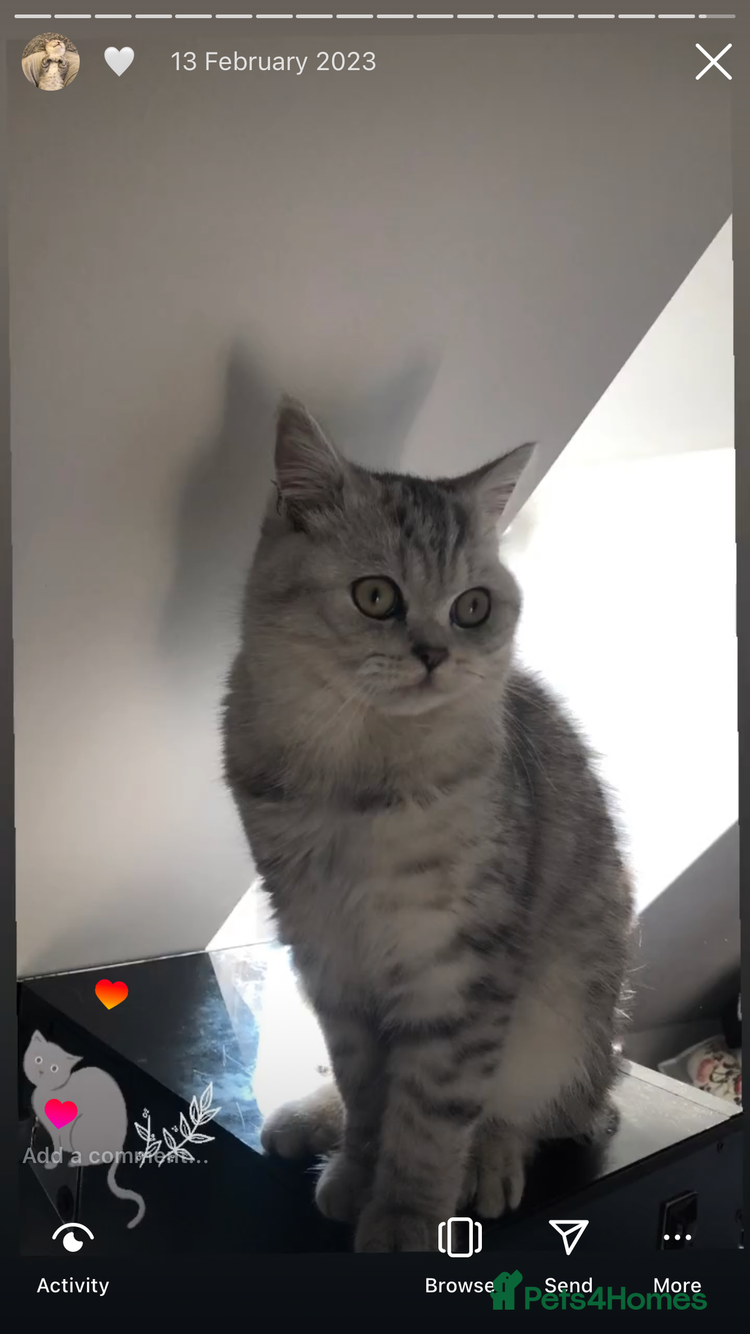 British Shorthair cats for sale: Kittens  - Advert 5