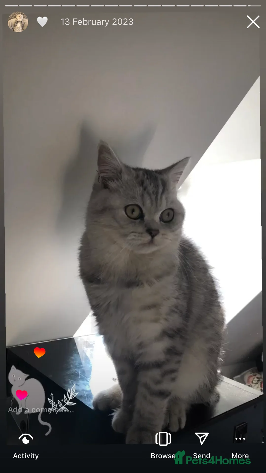 British Shorthair cats for sale: Kittens  - Advert 5