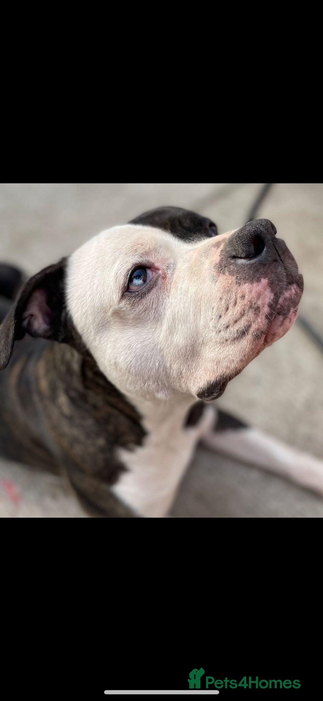 American Bulldog dogs for sale: American Bulldog  - Advert 4