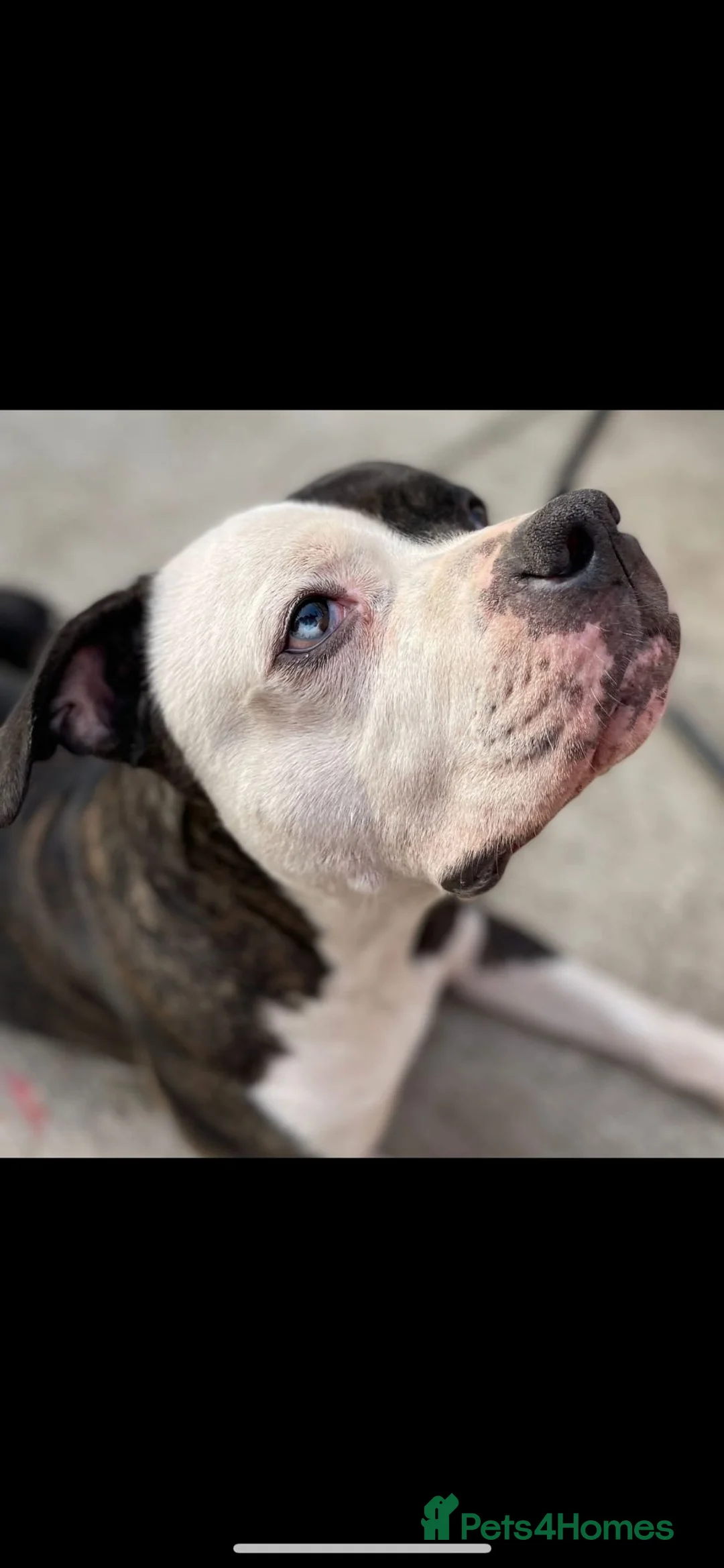 American Bulldog dogs for sale: American Bulldog  - Advert 4