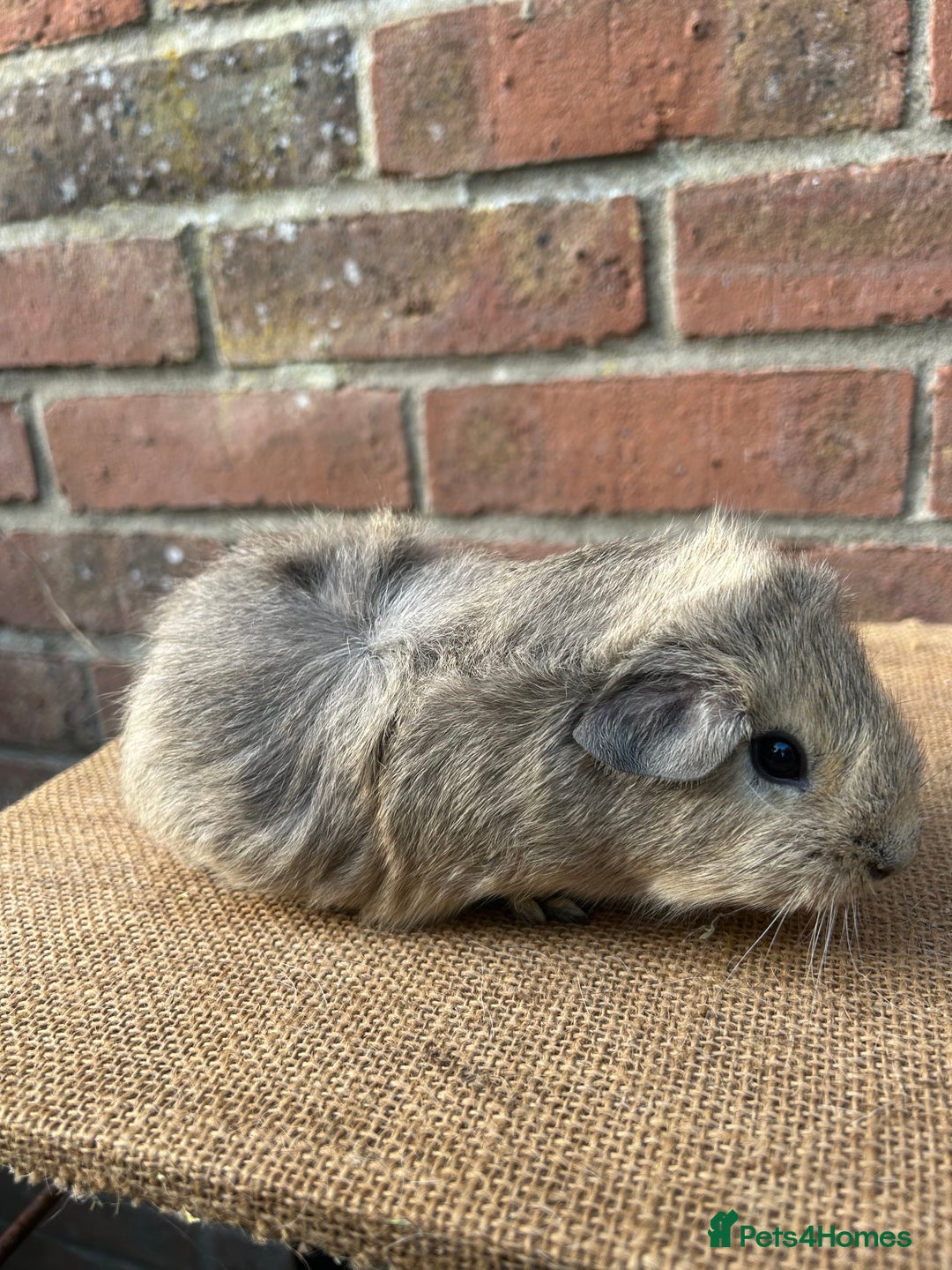 Guinea Pig rodents for sale: Two beautiful boys! - Image 3