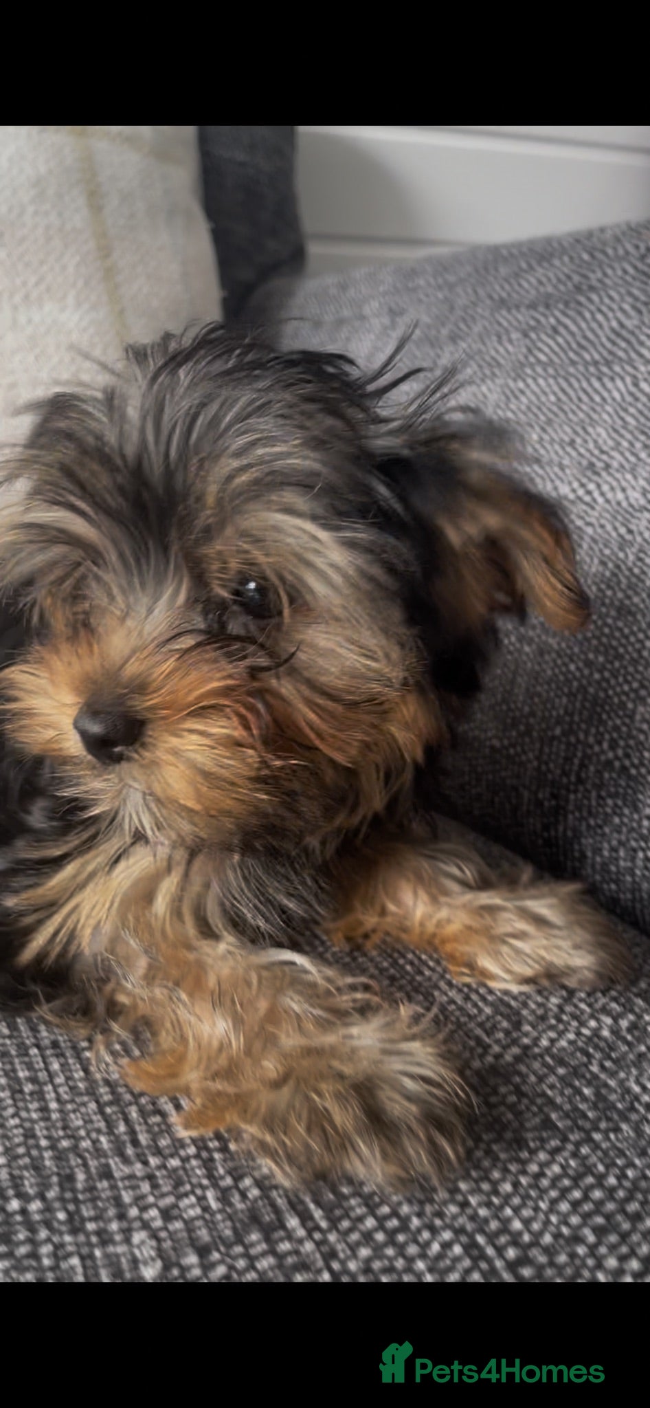 Yorkshire Terrier dogs KC MINI YORKIE FEMALE,ready to go, full vaccs chip - Advert 2