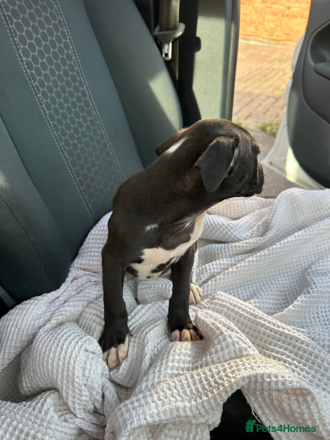 Mixed Breed dogs for sale: Cane corso x staff puppies  - Image 29