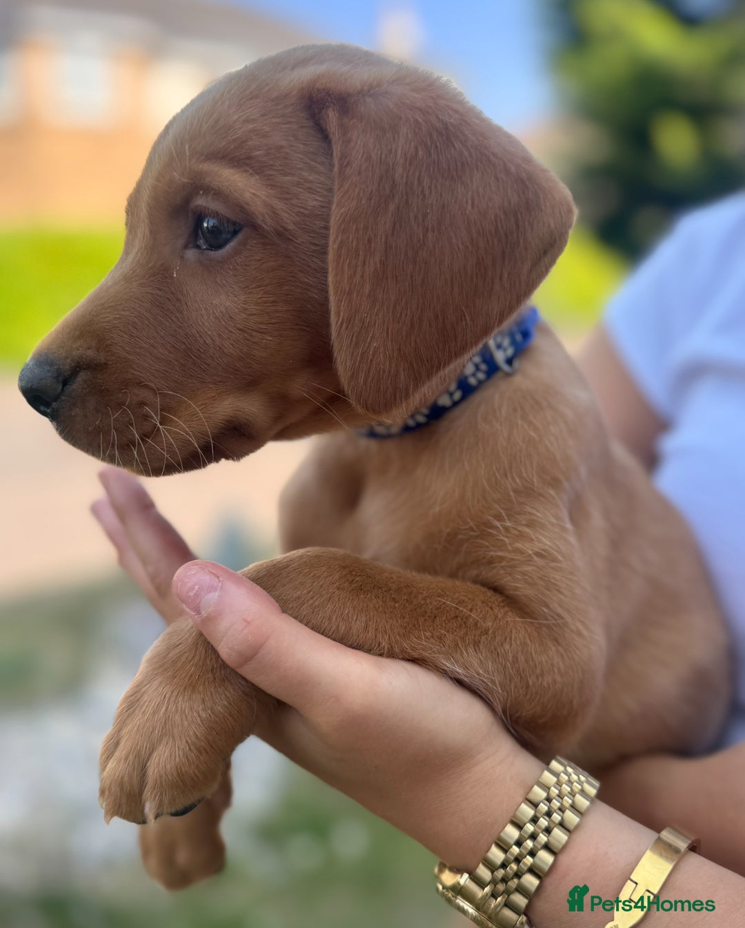 Labrador Retriever dogs for sale: Fox Red Labrador Puppies  - Image 4