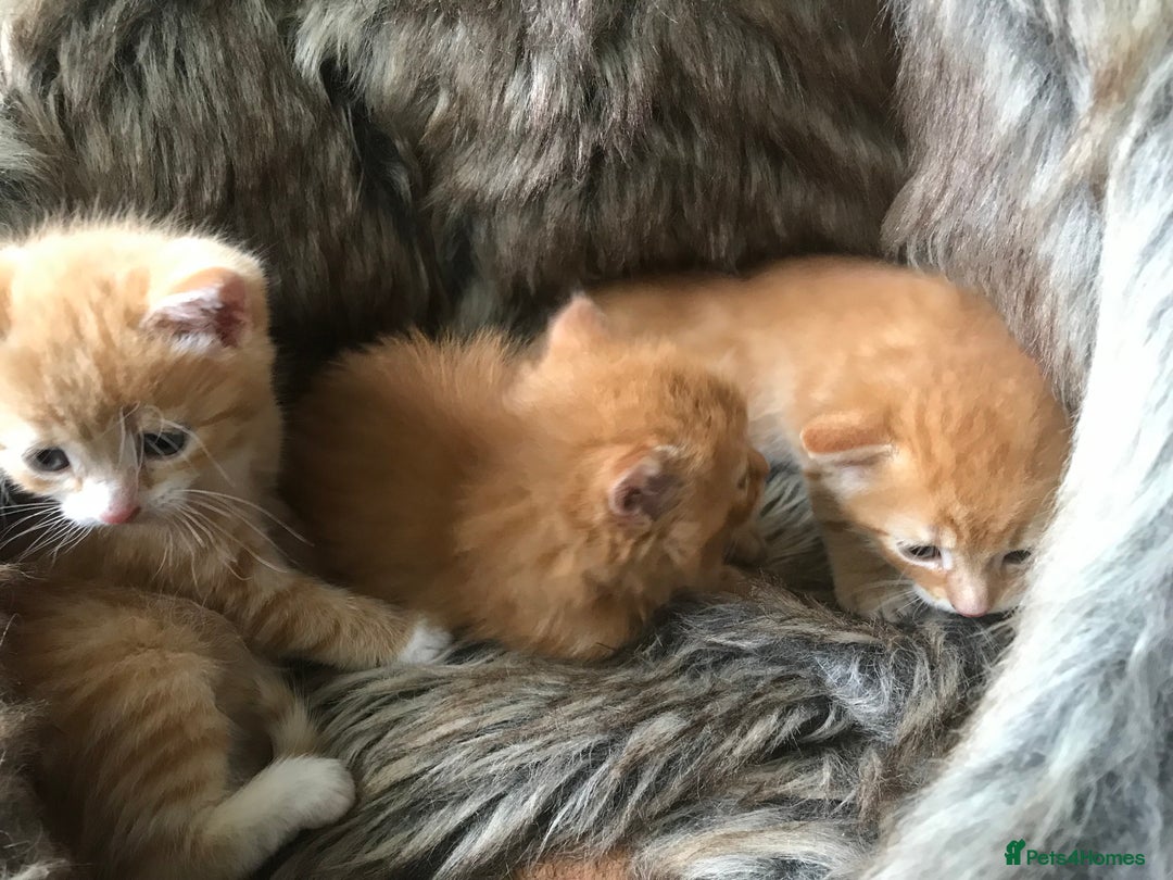 Maine Coon cats for sale: 2 Beautiful Ginger Maine Coon Cross Kittens - Image 9