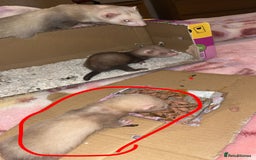 Ferret rodents for sale: Ferret kit  - Image 3