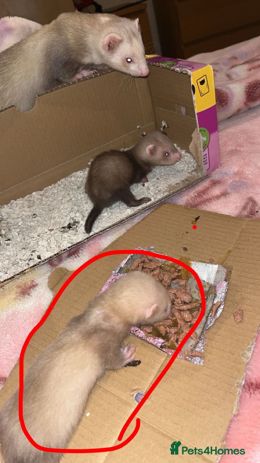 Ferret rodents for sale: Ferret kit  - Image 3